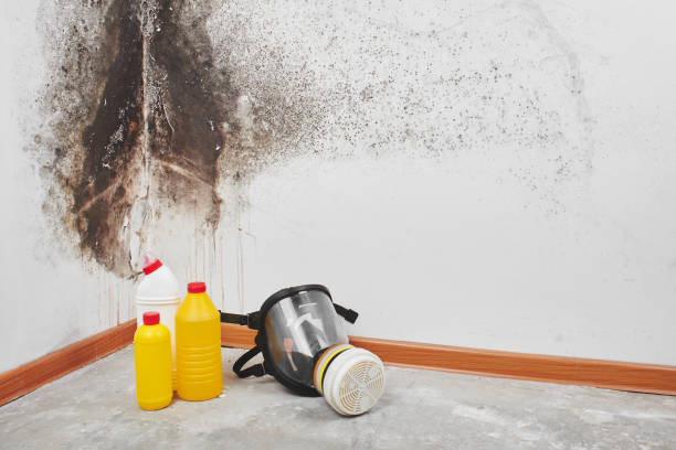 Best Mold Removal and Inspection  in Airy Heights, WA