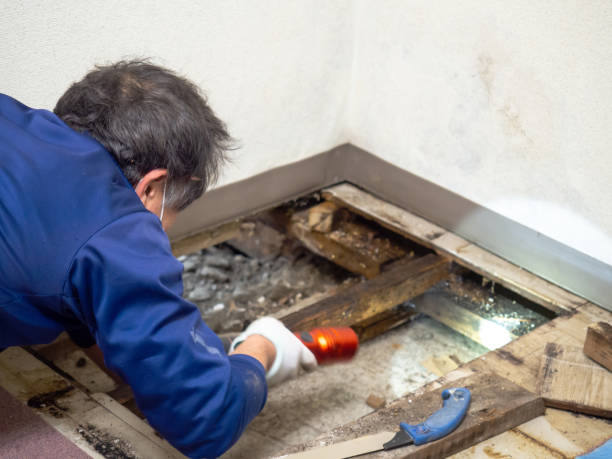 Best Black Mold Removal  in Airy Heights, WA