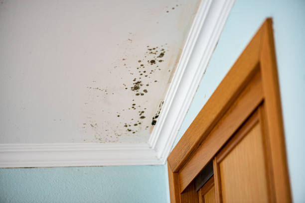 Best Mold Testing  in Airy Heights, WA