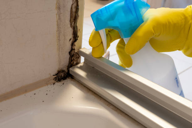 Mold Removal Process in Airway Heights, WA