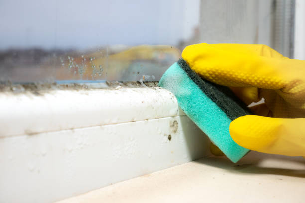 Best Mold Removal Near Me  in Airy Heights, WA