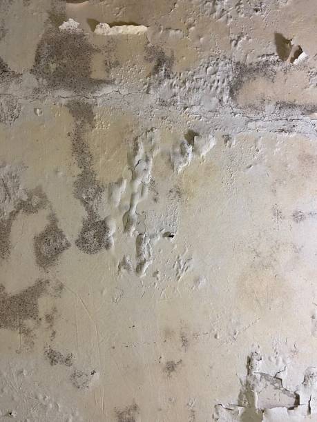 Best Same-Day Mold Removal  in Airy Heights, WA
