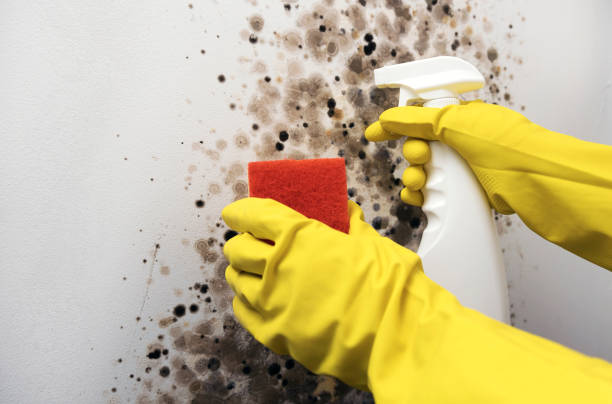 Mold Removal and Inspection in Airway Heights, WA