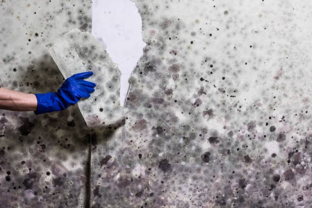 Professional Mold Removal in Airway Heights, WA
