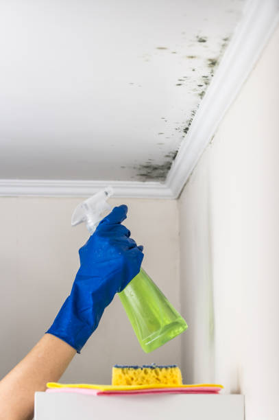 Best Mold Cleaning Services  in Airy Heights, WA